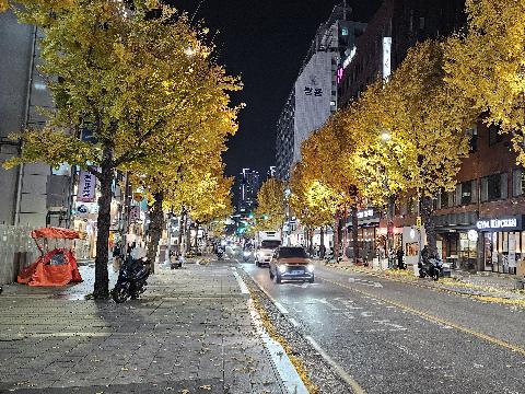 전포카페거리 은행나무길 2025